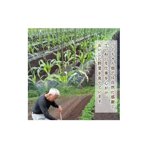 ふるさと納税 野菜類 サツマイモ 新潟県 新発田市  2027年先行予約 焼き芋 紅はるか 2.5kg 冷めても美味しい さつまいも 芋 おやつ お菓子 菓子 やきいも スイ…の画像