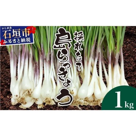 ふるさと納税 野菜類 沖縄県 石垣市 2026年2月下旬〜5月下旬発送 採れたて島らっきょう 1kg 沖縄県 石垣市 野菜 らっきょう 島らっきょう おつまみ 採れたて …