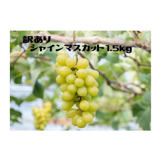 ふるさと納税 ぶどう マスカット 山梨県 笛吹市 2026年発送 先行予約 ご家庭用に 笛吹市産『訳ありシャインマスカット』1.5kg 167-013-26y 2026年発送
