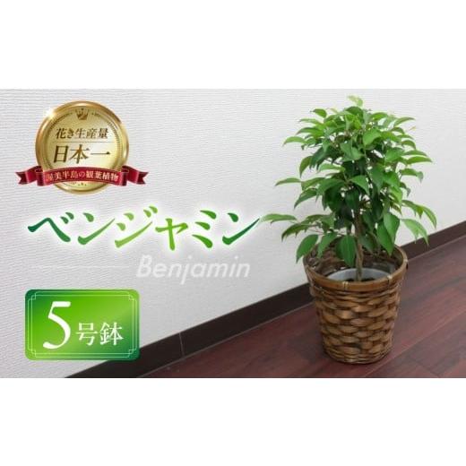ふるさと納税 花・苗木 愛知県 田原市 ベンジャミン 観葉植物 植物 5号鉢 人気 おしゃれ かわいい お手入れ 室内 大鉢 中型 インテリア リビング 玄関 寝室 キ…