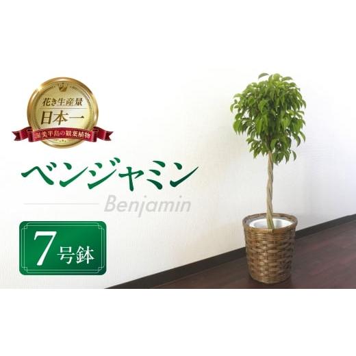 大特価！希少！ベンジャミン　レジナルド　苗　苗木　観葉植物　8号鉢　3株植え 大特価！希少！ベンジャミン レジナルド 苗 苗木 観葉植物 8号鉢 3株植え