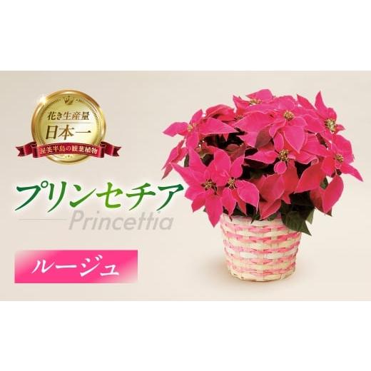 ふるさと納税 花・苗木 愛知県 田原市 プリンセチア ルージュ 観葉植物 植物 5号鉢 人気 おしゃれ かわいい お手入れ 室内 大鉢 中型 インテリア リビング 玄…