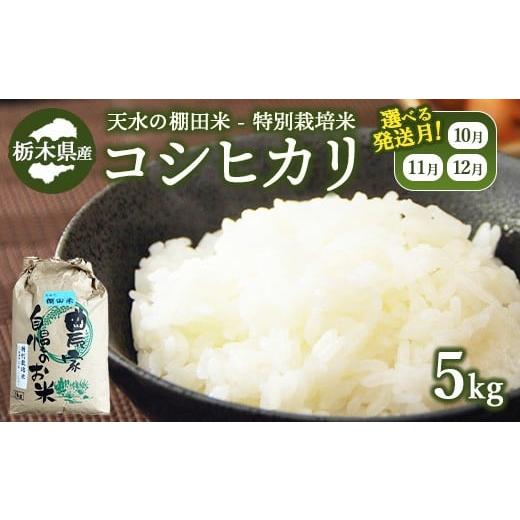 ふるさと納税 米 コシヒカリ 栃木県 那須烏山市 11月下旬発送 14-6 天水の棚田米 特別栽培米 コシヒカリ 5kg 栃木県 11月下旬発送