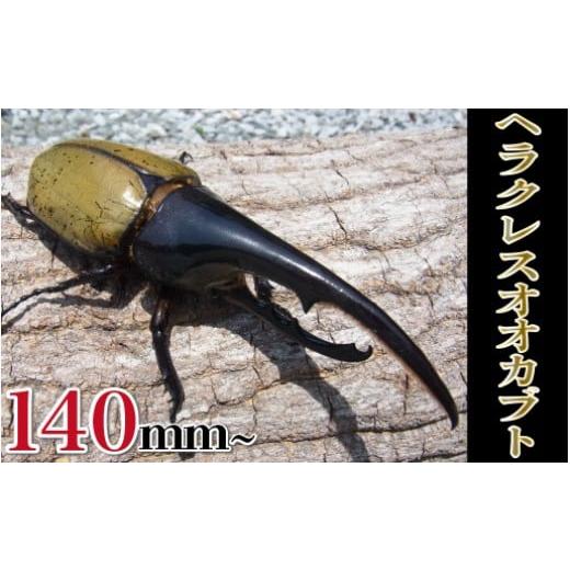 ふるさと納税 生き物 宮崎県 延岡市 ヘラクレスオオカブト♂140mm〜 N022-YC020の画像
