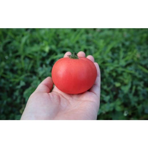 ふるさと納税 野菜類 トマト 北海道 壮瞥町  2026年予約 極旨トマトクール便 北海道壮瞥町産 スイート1.5kg 中玉トマト ふるさと納税 人気 トマト とまと 野菜…_4