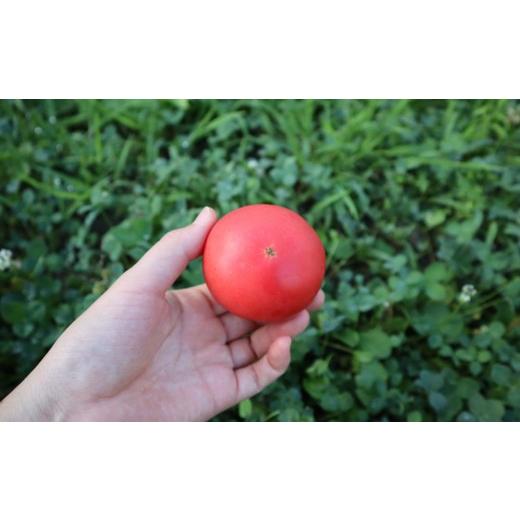 ふるさと納税 野菜類 トマト 北海道 壮瞥町  2026年予約 極旨トマトクール便 北海道壮瞥町産 スイート1.5kg 中玉トマト ふるさと納税 人気 トマト とまと 野菜…_5