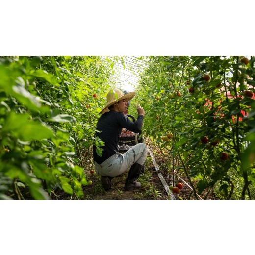 ふるさと納税 野菜類 トマト 北海道 壮瞥町  2026年予約 極旨トマトクール便 北海道壮瞥町産 スイート1.5kg 中玉トマト ふるさと納税 人気 トマト とまと 野菜…_6