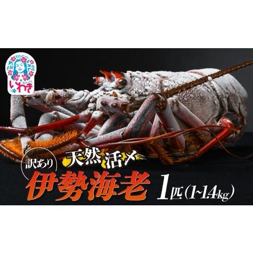 ふるさと納税 エビ 伊勢エビ 福島県 いわき市 訳アリ 特大 天然活き〆 福えび 1匹(1kg〜1.4kg) | 急速 冷凍 海鮮 魚介類 お正月 お祝い いせえび イセエビ …