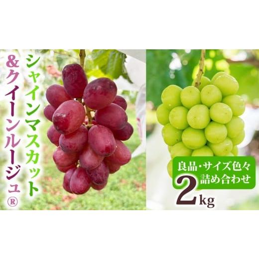 ふるさと納税 ぶどう マスカット 長野県 東御市 先行受付2026年発送 シャインマスカット&クイーンルージュ(R)各2房 合計約2kg良品サイズ色々詰め合わせセッ…