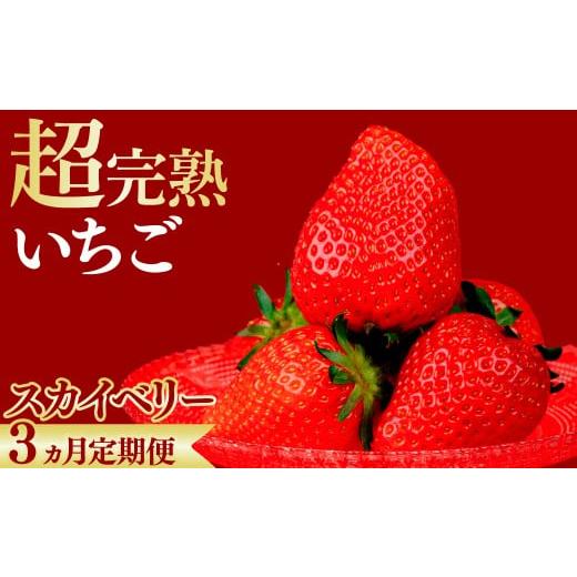 ふるさと納税 いちご 栃木県 茂木町 先行受付:1月中旬以降発送 3回定期便 いちご 鈴木ファームの朝摘み厳選『スカイベリー』レギュラーサイズ 約270g × 4パ…