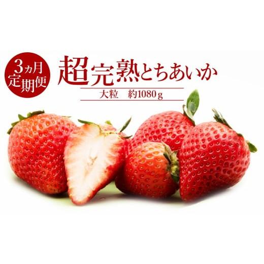 ふるさと納税 いちご 栃木県 茂木町 先行受付:1月中旬以降発送 3回定期便 いちご「茂木完熟いちご」 篠崎さんが育てた 朝どれ とちあいか 大粒 約270g×4パ…