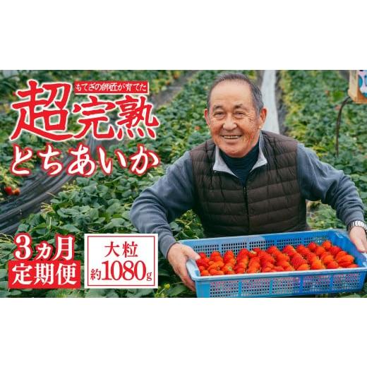 ふるさと納税 いちご 栃木県 茂木町 先行受付:1月中旬以降発送 3回定期便 いちご「茂木完熟いちご」師匠が育てた朝採れとちあいか 大粒 約270g × 4パック …