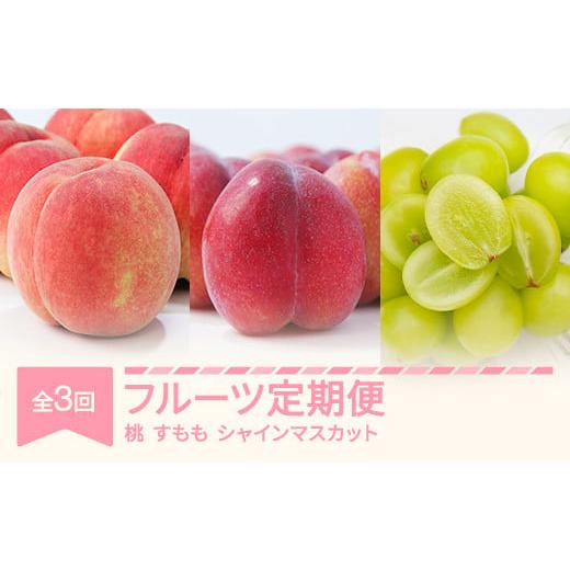 ふるさと納税 もも 山形県 村山市 先行予約 フルーツ定期便 全3回 白桃 すもも シャインマスカット 秀品 2026年産 令和8年産 沖縄・離島への配送不可 sb-fthp…