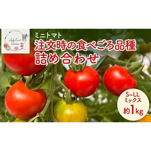 ふるさと納税 トマト ミニトマト 長野県 小諸市 ミニトマト 約1kg 注文時の食べごろ品種詰め合わせ アイビーファーム 長野 信州 小諸 産地直送 No.5915-1646_1