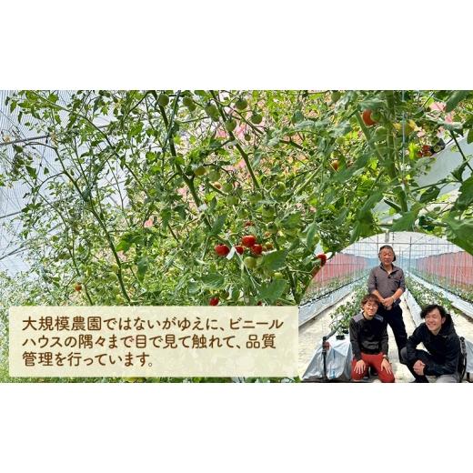 ふるさと納税 トマト ミニトマト 長野県 小諸市 ミニトマト 約1kg 注文時の食べごろ品種詰め合わせ アイビーファーム 長野 信州 小諸 産地直送 No.5915-1646_3