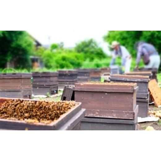 ふるさと納税 加工品等 はちみつ 福岡県 小郡市 はちみつ もちの木／山みつ 各600g セット 蜂蜜 2種の画像