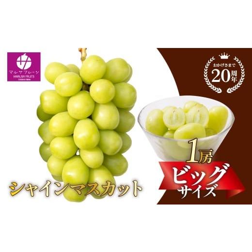 ふるさと納税 ぶどう マスカット 山梨県 笛吹市 2026年発送 先行予約 シャインマスカット ビッグサイズ1房 山梨県笛吹市一宮産 朝採り 産地直送 088-041-26…