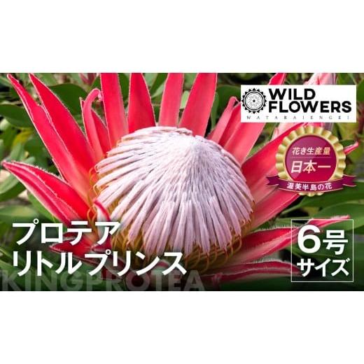 ふるさと納税 雑貨・日用品 花 愛知県 田原市 プロテア リトルプリンス 6号サイズ 1鉢 ワタライ園芸 プロテア 観葉植物 花 鉢植え 鉢 温室 植物 グリーン ガー…