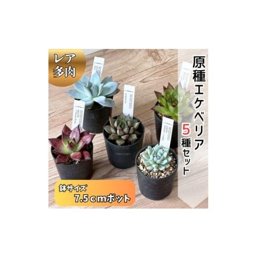 ふるさと納税 花・苗木 高知県 高知市 レア多肉・原種エケベリア詰め合わせ(5種類) / 植物 インテリア 苗 自然 ナチュラル 緑 栽培 趣味 見元園芸