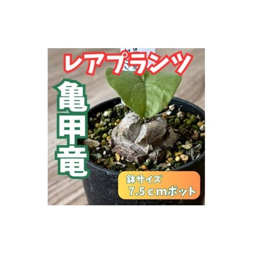 ふるさと納税 花・苗木 高知県 高知市 希少塊根植物(亀甲竜)/ 植物 インテリア 苗 自然 ナチュラル 緑 栽培 趣味 見元園芸