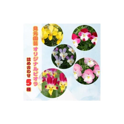 ふるさと納税 花・苗木 高知県 高知市 先行予約 オリジナルビオラ詰め合わせ(5種) 2025年11月〜発送 / 花 インテリア 苗 自然 ナチュラル 緑 栽培 趣味 見…