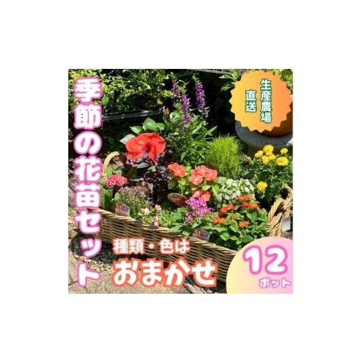 ふるさと納税 花・苗木 高知県 高知市 季節の花苗詰め合わせ(おまかせ12種)/ 花 インテリア 苗 自然 ナチュラル 緑 栽培 趣味 見元園芸