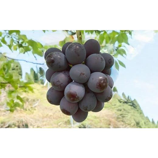 ふるさと納税 果物類 ぶどう 岡山県 美咲町 ぶどう 2026年 先行予約 ニュー ピオーネ 3〜4房 合計2kg以上 2026年8月下旬発送予定 / ブドウ 葡萄 ニューピオー…