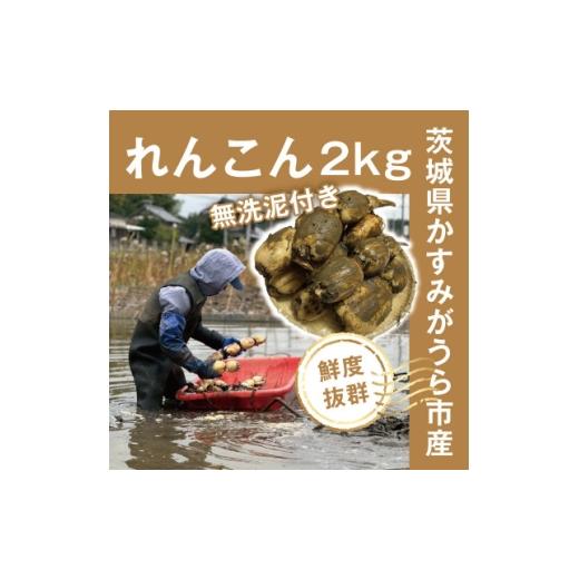 ふるさと納税 人参・大根・他根菜 茨城県 かすみがうら市 鮮度抜群 茨城県かすみがうら市産 無洗泥付き 霞ヶ浦れんこん2kg 産地厳選 1667480