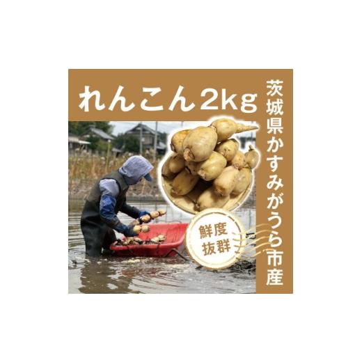 ふるさと納税 人参・大根・他根菜 茨城県 かすみがうら市 鮮度抜群 茨城県かすみがうら市産 シャキシャキ蓮根 霞ヶ浦れんこん2kg 産地厳選 1667481