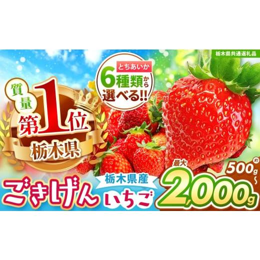 ふるさと納税 いちご 栃木県 那珂川町 栃木県共通返礼品 先行予約 とちあいか3L以上ホール詰め | プレゼント 贈答 果物 くだもの フルーツ 野菜 やさい ヤサ…