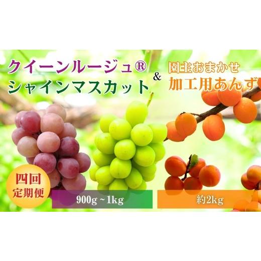 ふるさと納税 果物の詰合せ 長野県 千曲市 スイートなときめき 加工用あんず＆ぶどう定期便４回｜杏子 アプリコット 加工用 果物 フルーツ 白ぶどう 葡萄 ブド…_1