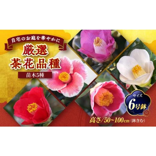 ふるさと納税 雑貨・日用品 苗木 愛知県 稲沢市 椿 厳選茶花品種 6号鉢 苗木 5種セット?/ 植物 椿 花 苗 鉢植え / 稲沢市 / 椿園株式会社