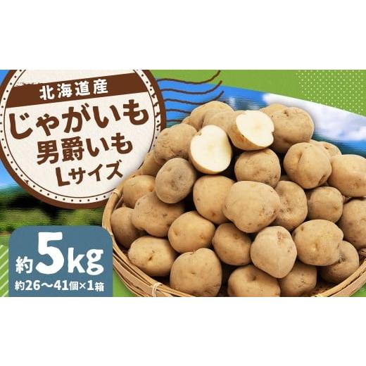 ふるさと納税 野菜類 じゃがいも 北海道 京極町 じゃがいも (男爵) Lサイズ 約5kg × 1箱 約5kg (JA) 2025年9月下旬〜2026年2月下旬迄発送予定 だんしゃく…