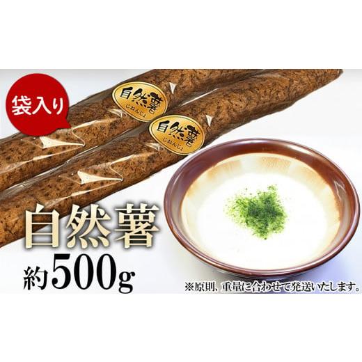 ふるさと納税 人参・大根・他根菜 茨城県 下妻市 自然薯 約500g ( カット済 ) 重量 ( 約500g ) に合わせてお届け 2025年12月〜2026年3月ごろ発送予定 山芋 …