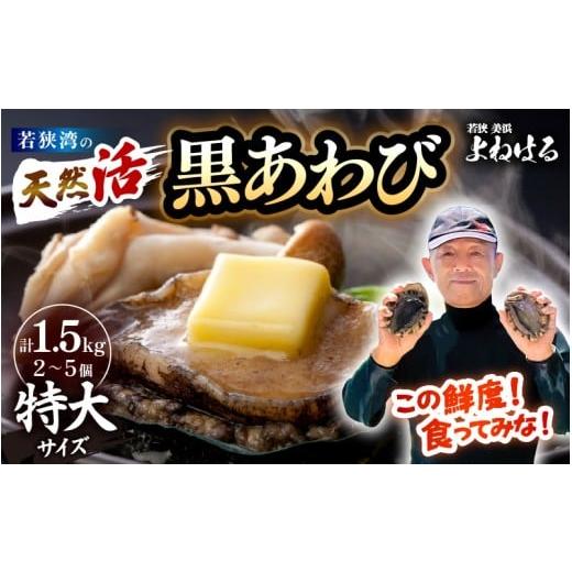 ふるさと納税 サザエ 福井県 美浜町 先行予約 日本海若狭湾の 天然 活黒アワビ 計1.5kg (2〜5個) 特大サイズ 鮮度抜群 2026年5月より順次発送予定 刺身 お造…