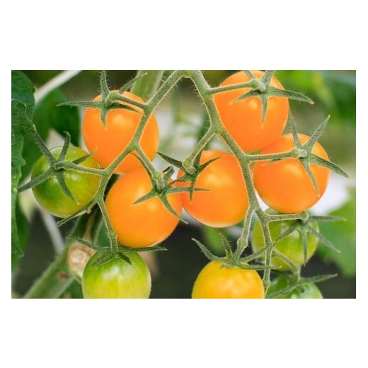 ふるさと納税 トマト ミニトマト 神奈川県 伊勢原市  2025年12月下旬より発送 フルティカトマト 1kg｜ブランドトマト 濃い味 リコピン アイメック栽培 甘い 旨…_5