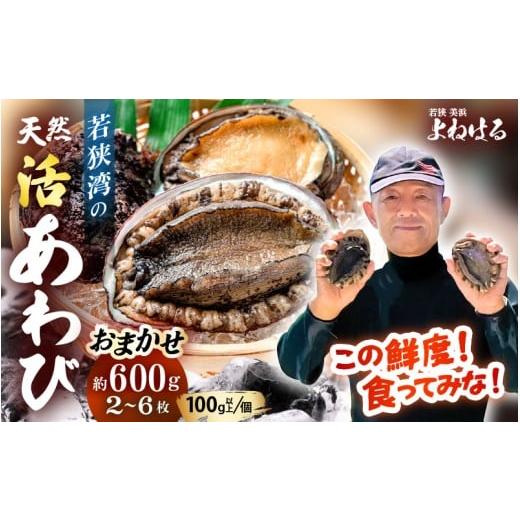 ふるさと納税 サザエ 福井県 美浜町 先行予約 おまかせ 日本海若狭湾の 天然 活アワビ 計600g 2026年5月より順次発送予定 鮮度抜群 刺身 お造り バター焼き B…