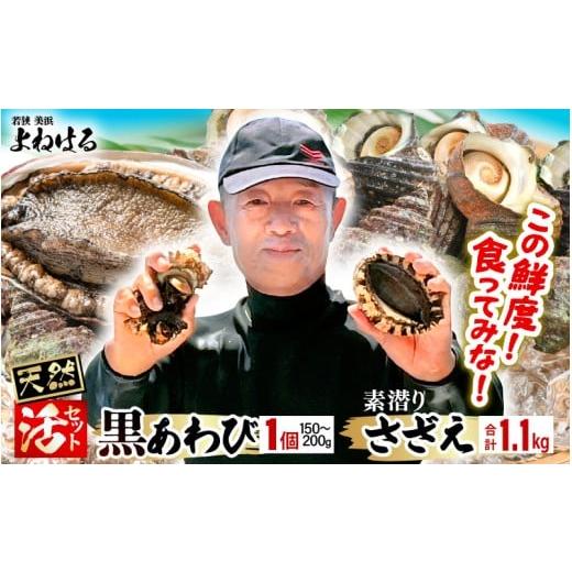 ふるさと納税 サザエ 福井県 美浜町 先行予約 日本海若狭湾の素潜り 天然 活黒アワビ 中サイズ 1個 & 活サザエ 1.1kg 2026年6月より順次発送予定 入手困難 …