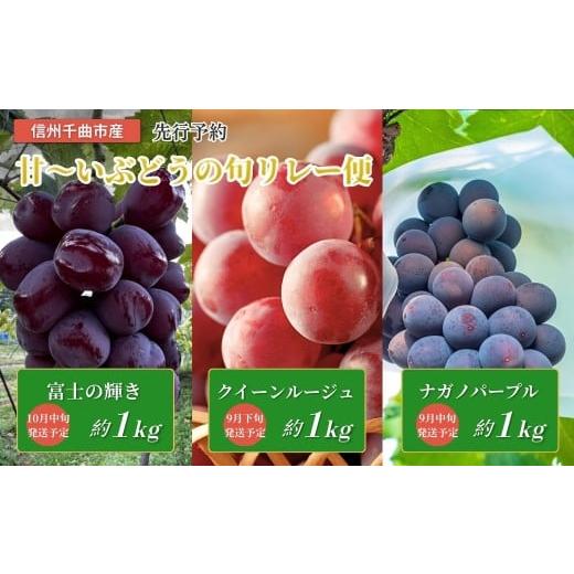 ふるさと納税 果物類 ぶどう 長野県 千曲市 2026年先行予約 皮ごと食べられる 信州育ち甘~いぶどうの旬リレー便(ナガノパープル、クイーンルージュ?、富士の…
