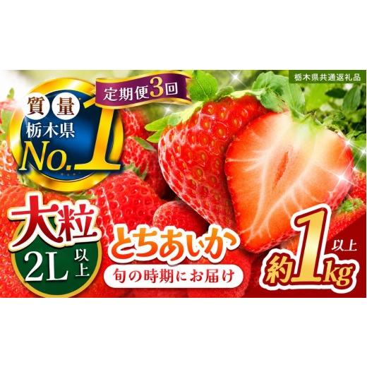 ふるさと納税 いちご 栃木県 下野市 定期便3回 苺 いちご 大粒とちあいか 約1000g 栃木県共通返礼品 栃木県 下野市 定期便3回 とちあいか1000g | 33000円