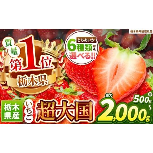 ふるさと納税 いちご 栃木県 下野市 苺 年内発送いちご 初摘みとちあいか 500g以上 先行予約 | 果物 くだもの フルーツ 野菜 やさい ヤサイ 苺 イチゴ いちご …