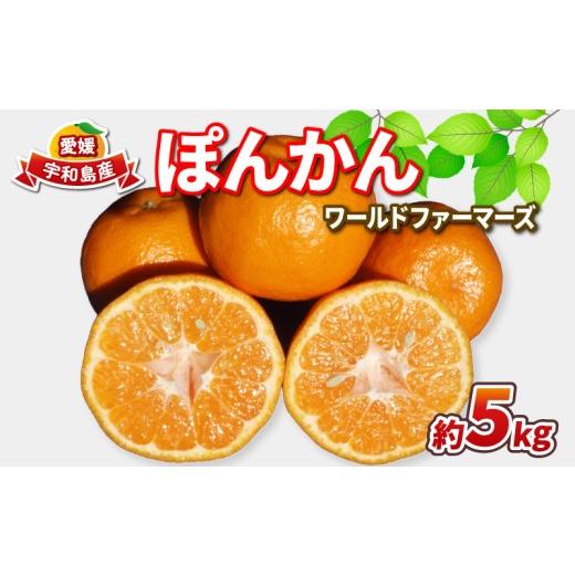 ふるさと納税 果物類 みかん 愛媛県 宇和島市 ぽんかん 5kg ワールドファーマーズ 先行予約 ポンカン みかん mikan 愛媛ミカン 愛媛蜜柑 愛媛みかん 果物 くだ…