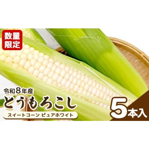 ふるさと納税 とうもろこし 宮城県 白石市 令和8年産予約開始 数量限定 とうもろこし スイートコーン ピュアホワイト 5本入 | とうもろこし ピュアホワイト …