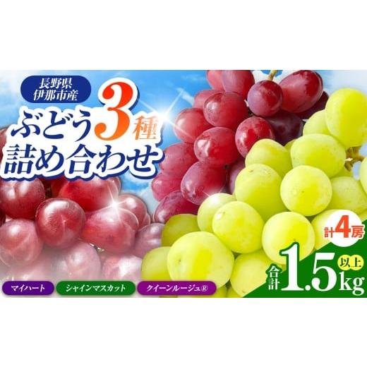 ふるさと納税 ぶどう 長野県 伊那市 信州伊那産ぶどう3種食べ比べセット(1.5kg以上)シャインマスカット クイーンルージュ(R) マイハート|ぶどう ぶどう詰…