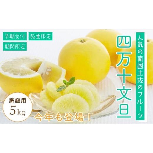 ふるさと納税 みかん・柑橘類 高知県 四万十市 四万十 文旦 家庭用 5kg 早期受付 期間限定 数量限定 人気 ぶんたん 土佐文旦 ブンタン 冬 旬 限定 国産 フルー…
