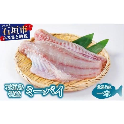 ふるさと納税 旬の鮮魚等 沖縄県 石垣市 石垣島特産ミーバイ(ヤイトハタ)丸ごと1本 KS-13 1尾