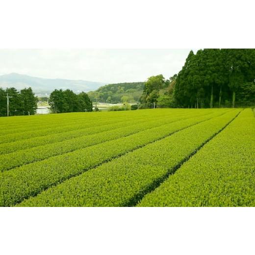 ふるさと納税 お茶類 緑茶（飲料） 熊本県 菊陽町 深蒸し茶 「極」「誉」 7本詰め セット 計700g ／ 深蒸し茶 ふかむし茶 超特蒸し お茶 超特むし茶 緑茶 銘茶…の画像