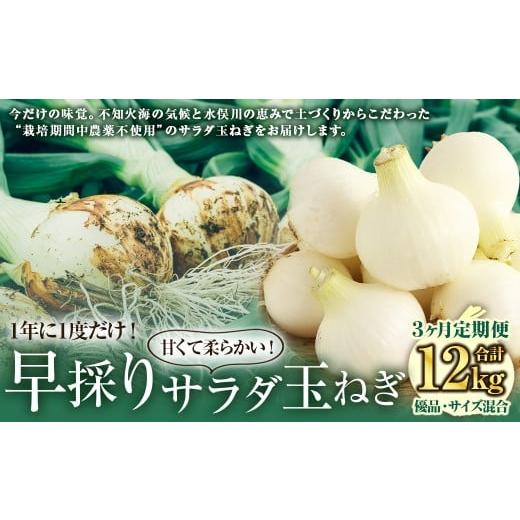 ふるさと納税 野菜類 玉ねぎ 熊本県 水俣市 3回 定期便 2026年2月上旬より順次発送開始 シーズン期間に3回お届け(発送時期:2026年2月・3月・4月) 栽培期間…
