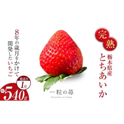 ふるさと納税 いちご 栃木県 真岡市 完熟いちご とちあいか 栃木県真岡市産 540g | 2026 年 先行予約 選べる 1月 いちご 苺 strawberry ストロベリー おいしい…