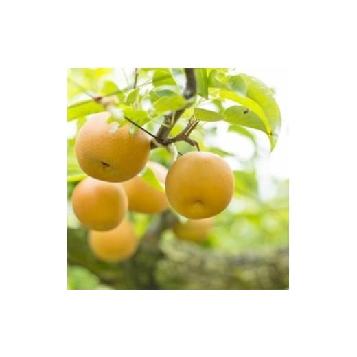 ふるさと納税 梨 千葉県 横芝光町 [横芝光町産]梨 約5kg 1033127
